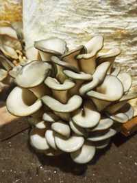 Семена грибов Вешенки.