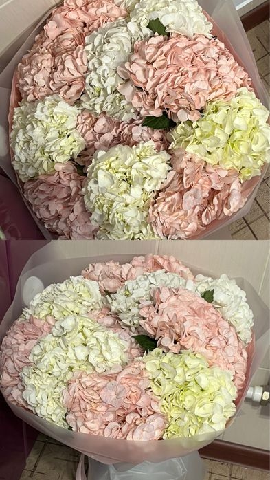 Гортензия свежий