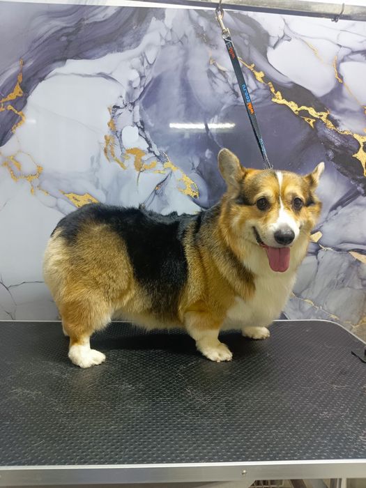 Профессиональный груминг собак