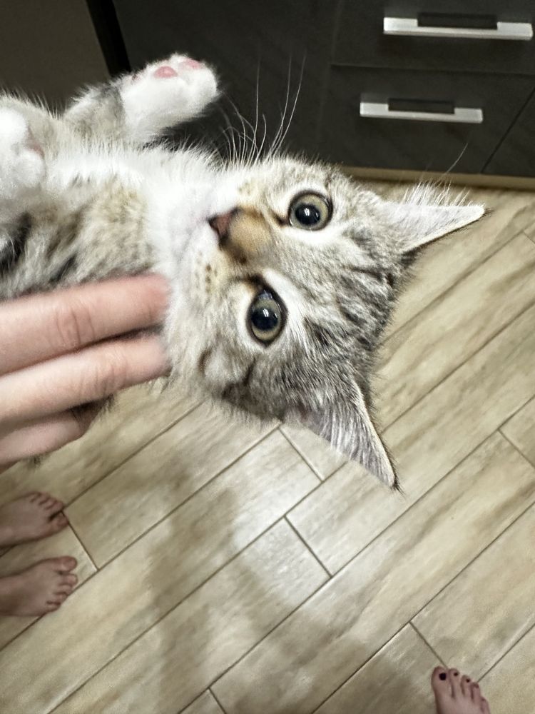 Котенок в добрые руки