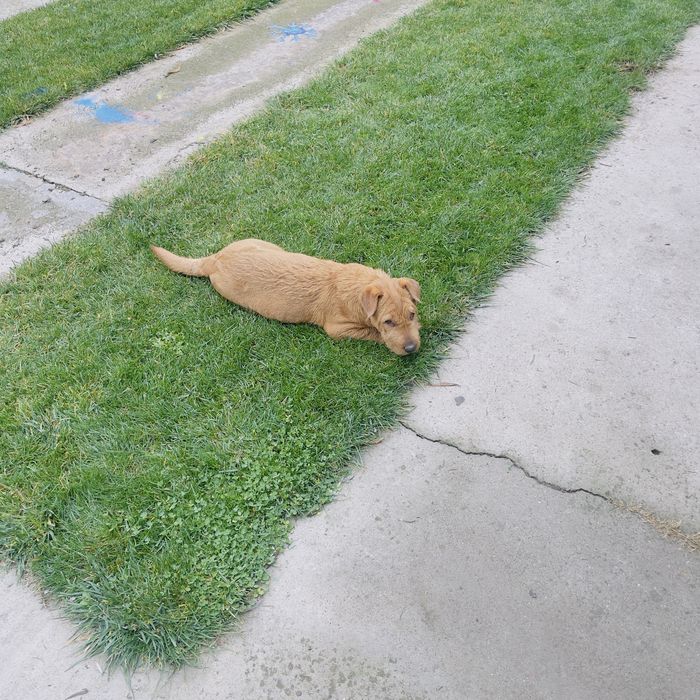 Donez cațel corcitura de bison cu sarpei