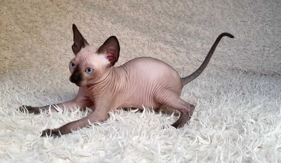 Sphynx canadian don sphynx sfinx