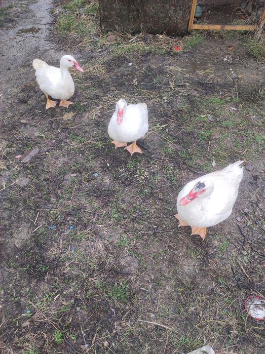 Rate și rătoi lesesti