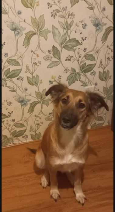 Срочно!!! Собачка ищет дом