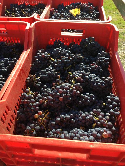 Teren compact cu vita de vie in productie (Pinot Noir)  18,57 Hectare