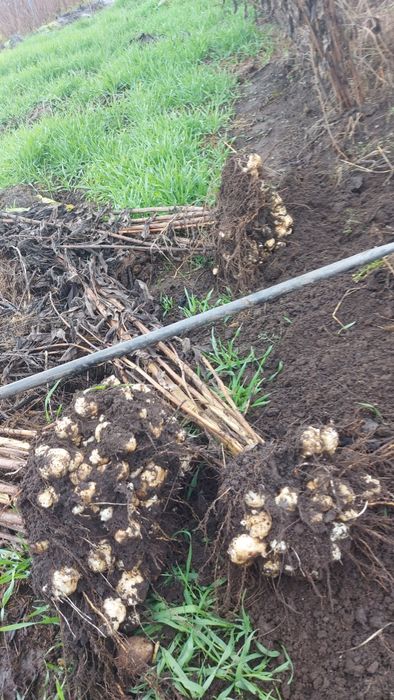 Napi Topinambur Marul de pamant  Anghinare de Ierusalim