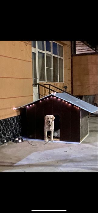 голден ретривер лабрадор