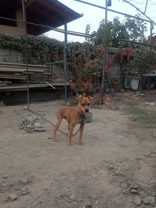 Pidbul sotiladi 1yosh axranasi zoʻr