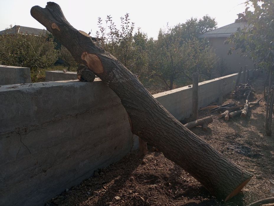 Yongʻoq kundasi yogʻoch qilish uchun ideal