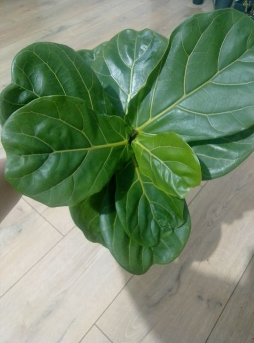 Продам Фикус Лирата