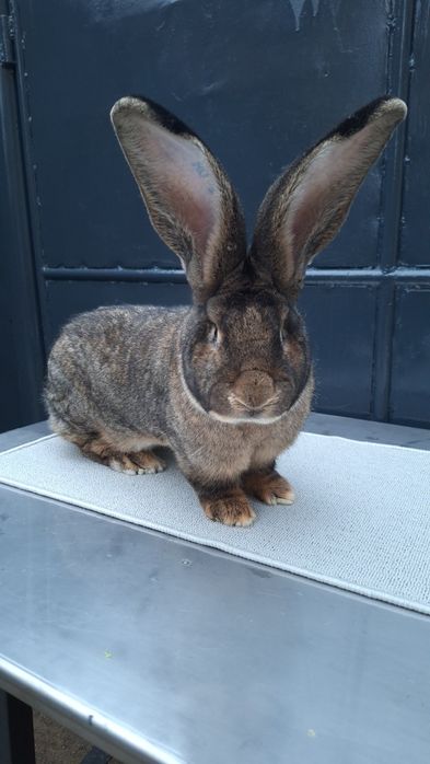 Mascul uriaș german gri