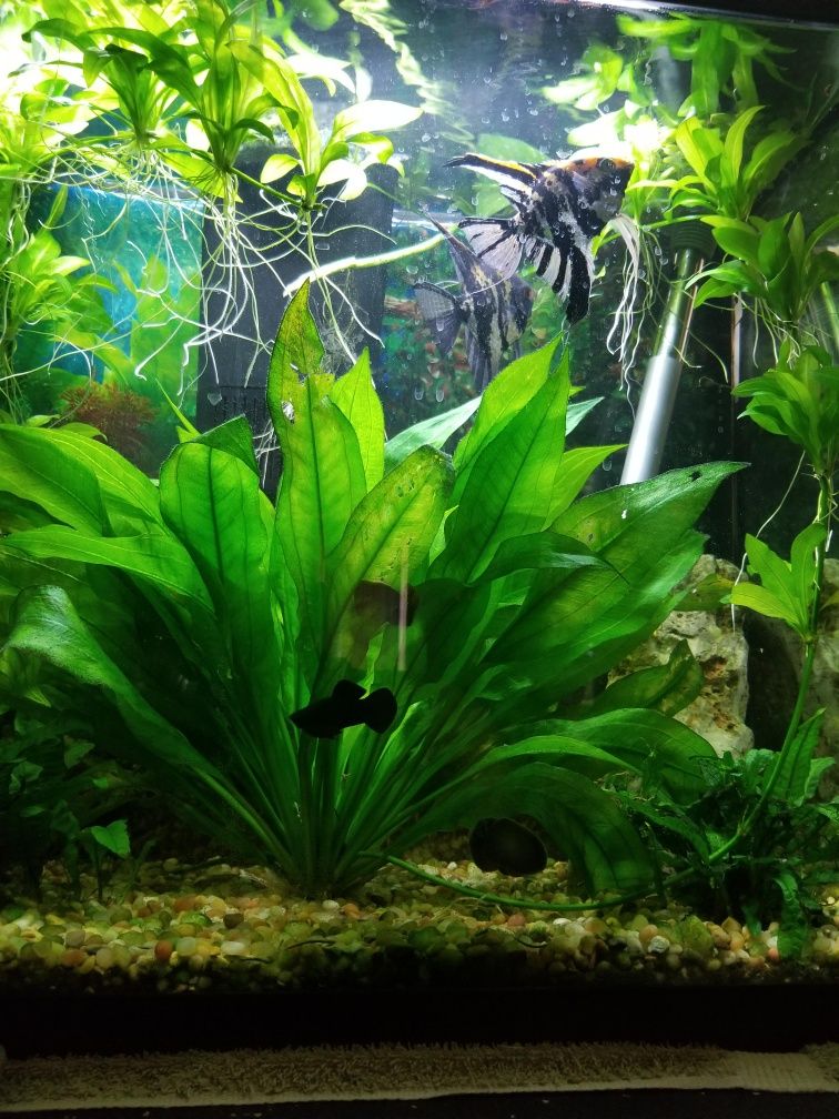 Plata acvariu 50cm
