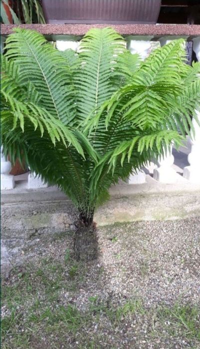 Ferigi pentru  amenajari terase, gradini , piscine