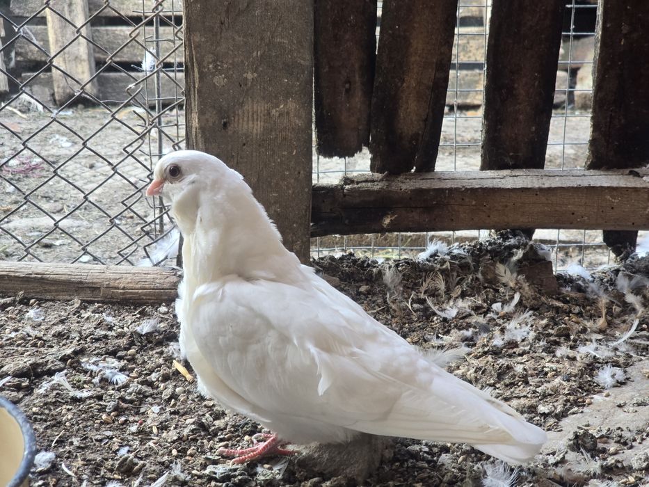 Гълъби - всякакви видове