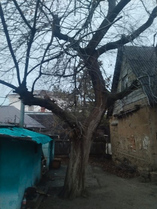 Дерево самовывоз на шашлычную, топку и т.д