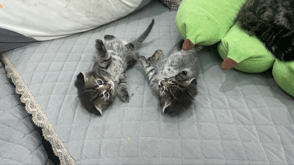 Продам котят по 5000