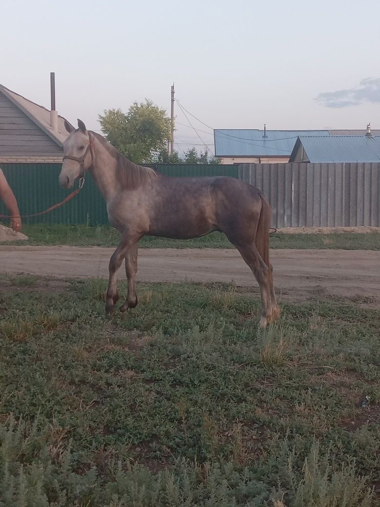 Продам жеребца или обмен