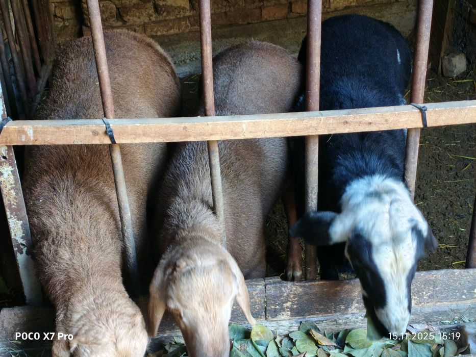 Продается кучкары