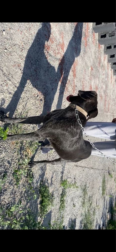 Собака 1 годик