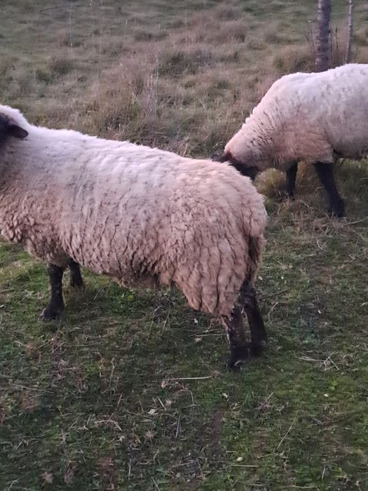 2 miele rasa Suffolk