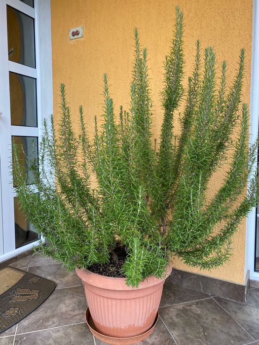 Vand rozmarin officialis