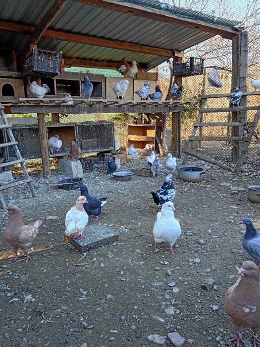 Vând porumbei kingi