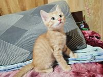 Срочно отдам котят!!!