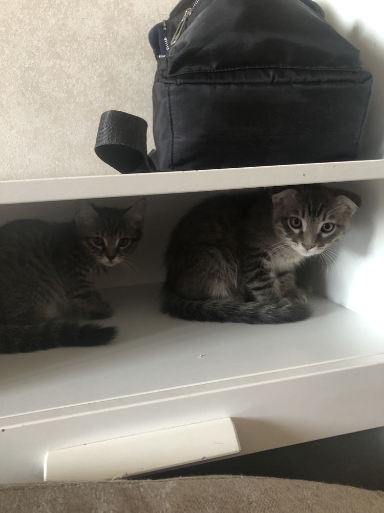 Котенок вислоухий