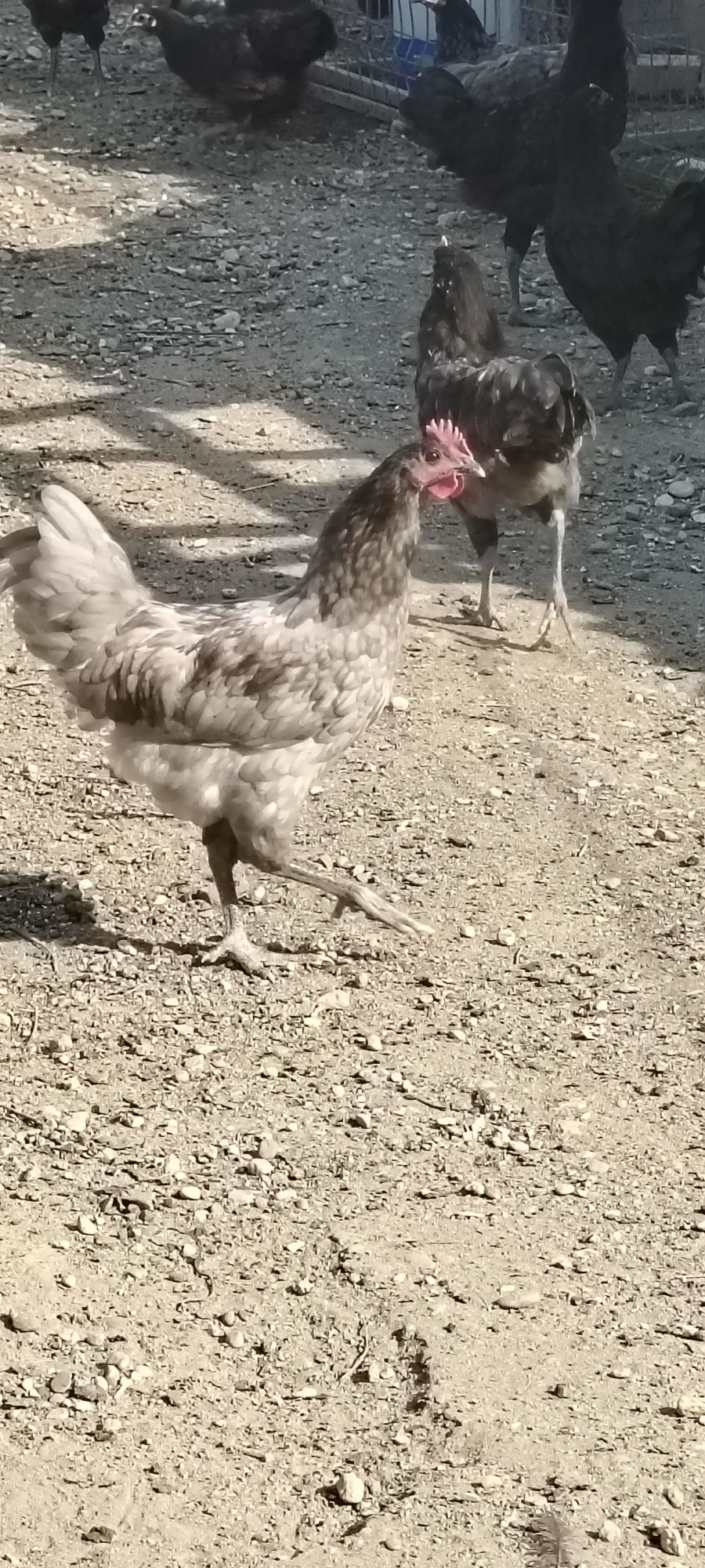 Australorp rasă pură