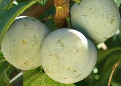 Pruni Renclod verde ambalati