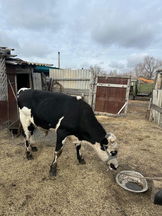 Продам бычка на согым