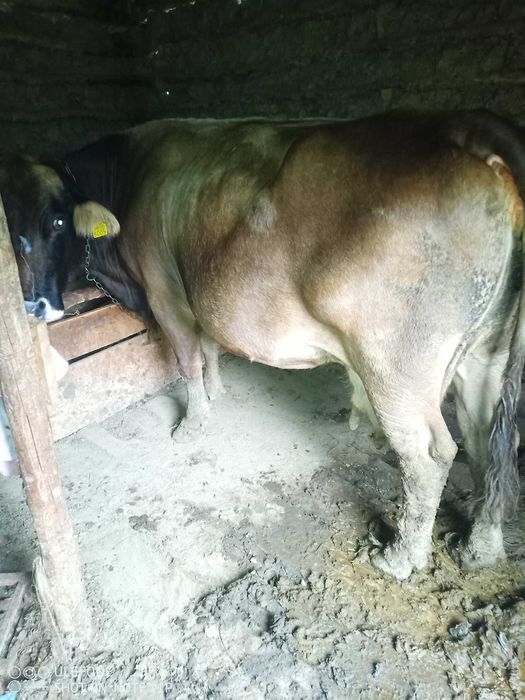 Vaca de vânzare gestantă