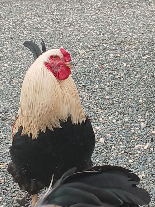 Cocoși brahma tineret