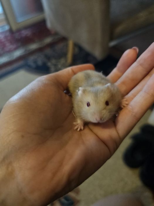 Vând hamsteri pitici