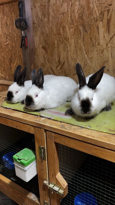 Vănd 2 masculi si o femela tatuati