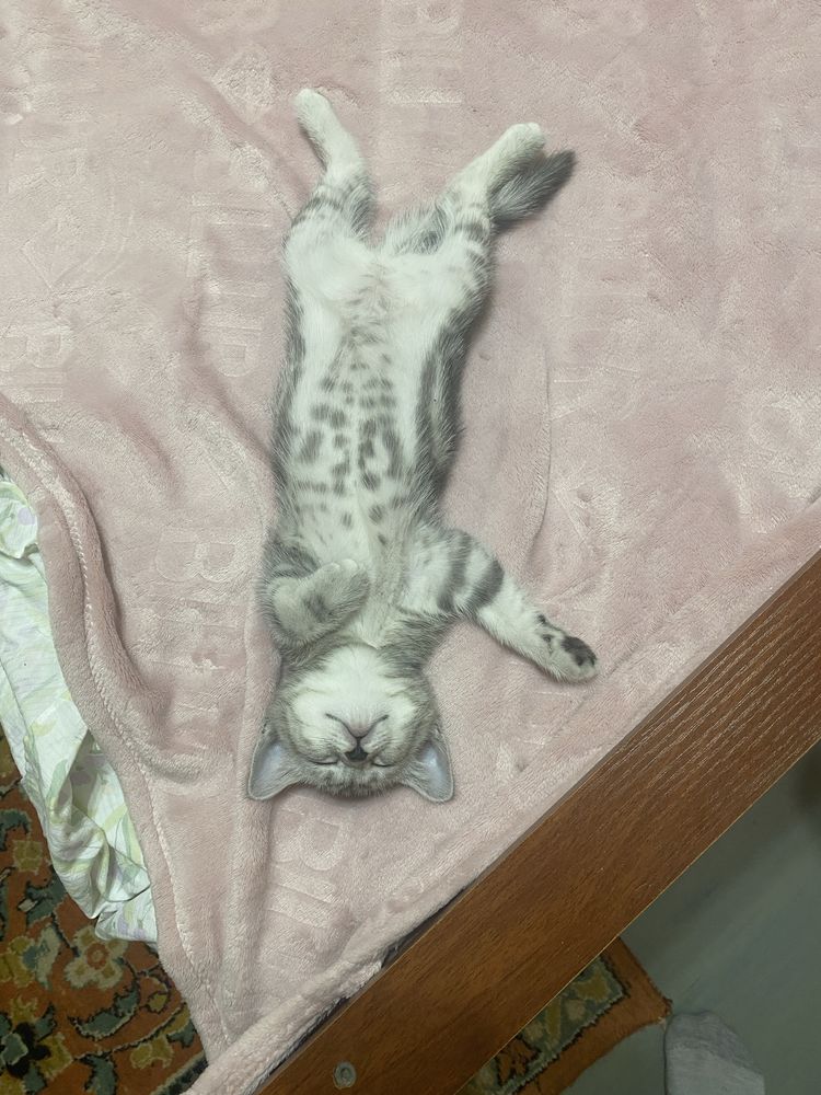 Продам породистых котят..