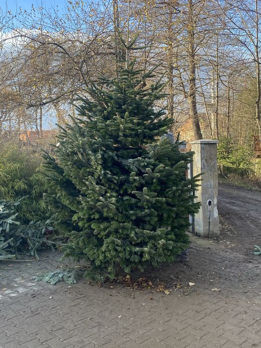 Brazi de craciun in en-gros 150 pana la 5 m