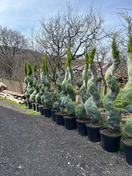 Creează alei și colțuri verzi spectaculoase cu plante ornamentale