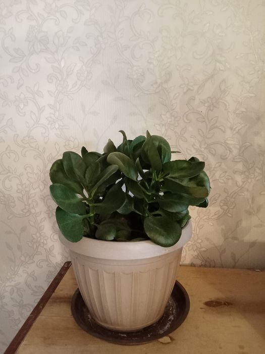 Үй гүлдері сатылады