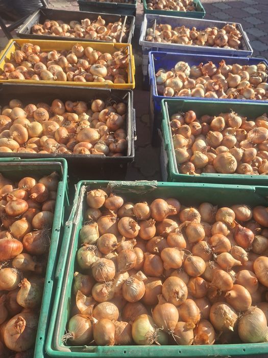 Ceapă pentru iarnă