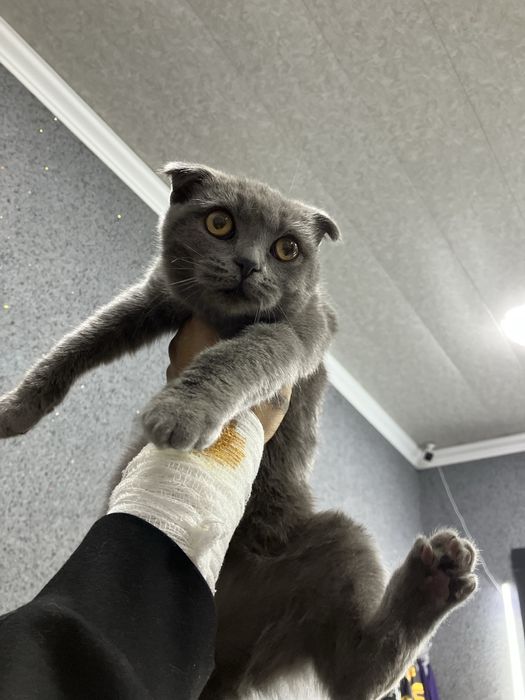 Zottor mushuklarimi sotiladi 5 oylik