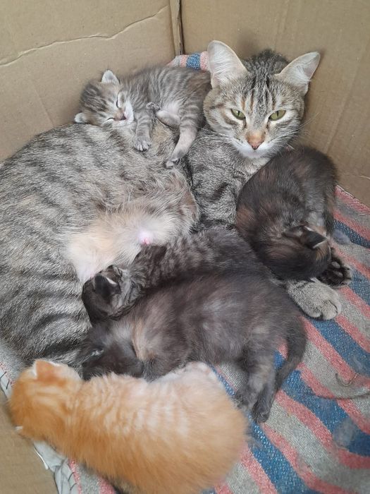 котята отдам в добрые руки)