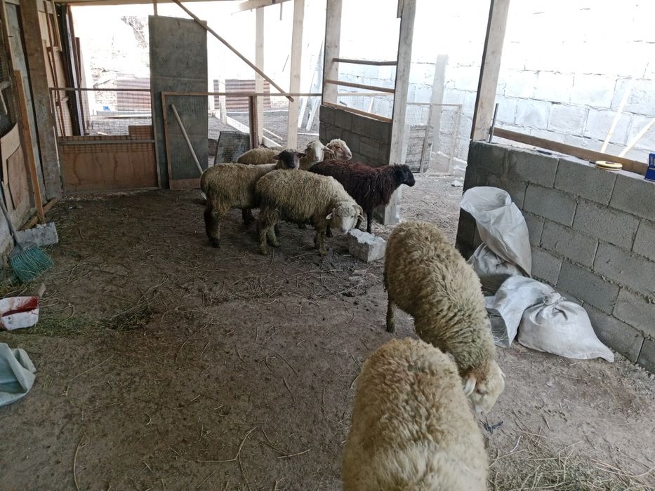 Токтылар сатылады