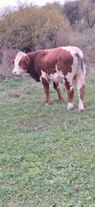 Taur de vanzare 8000 lei negociabil