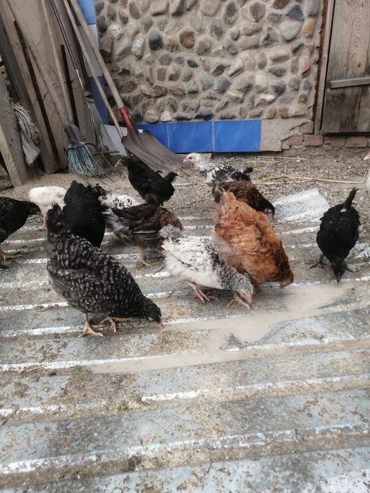 Продам цыплят домашних