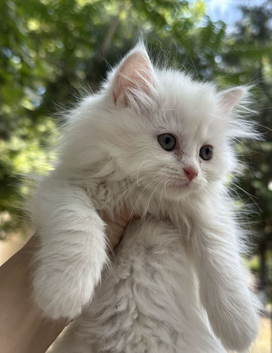 Oppoqqina yoqimtoy mushukchamiz sotiladi manzil qõqon 2 oylik qiz