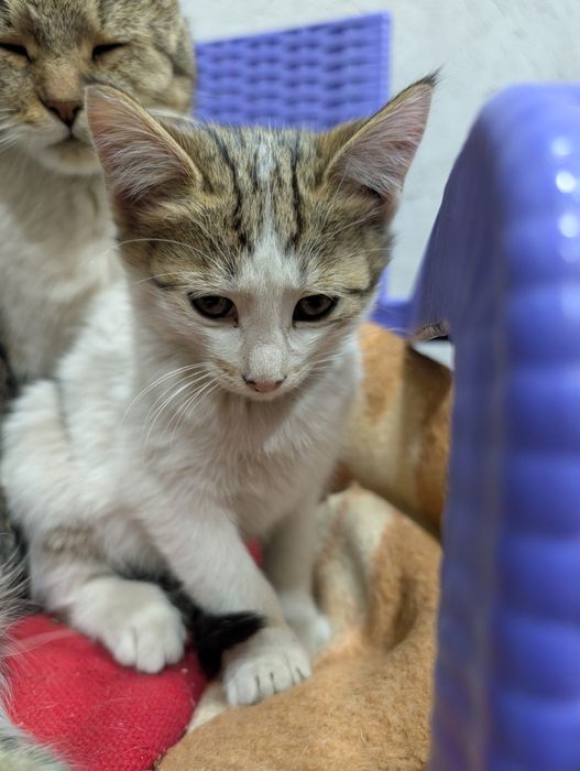 uy mushukchalari (ovchi) / домашние котята (охотники)