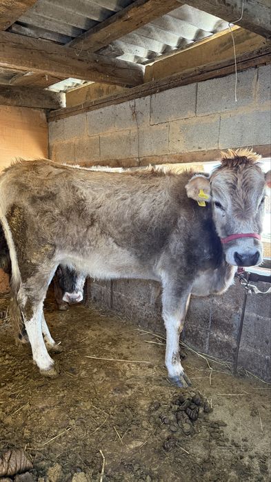 Продам телочку  стеьная Алатауский