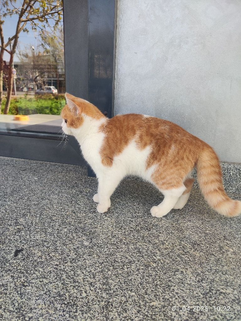 Котёнок Скотиш Страйт 7 месяцев
