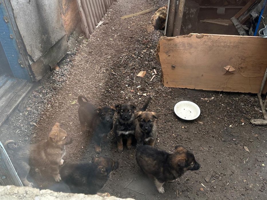 Отдаются щенки,возраст 1.5 месяца!!!привиты,обработаны